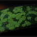 Petites cellules vertes de Gasteria bicolor