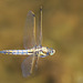 Black-tailed Skimmer-DSA 6746