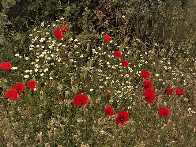Poppies and marguerites