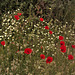 Poppies and marguerites