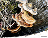 Fungi On A Log.