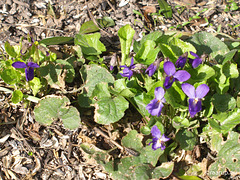 Common violet - self-sown