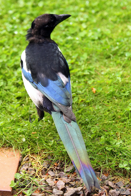 The iridescence of a magpie is not always evident at a distance