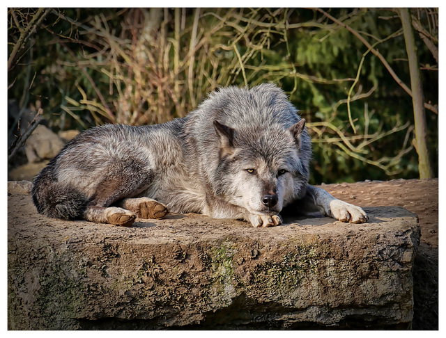 Der traurige Wolf (PiP)