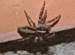 Spider IMG_6592