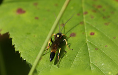 Maple Hurst Wasp (2)