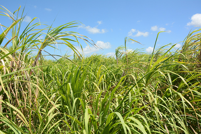 Dominican Republic, The Top Part of the Sugarcane Thickets