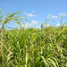 Dominican Republic, The Top Part of the Sugarcane Thickets