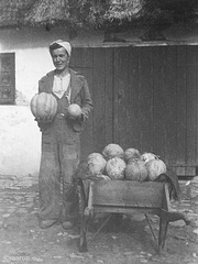 My mother harvesting melons  (1940)