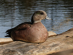 American Wigeon male, resting on a log