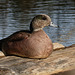 American Wigeon male, resting on a log