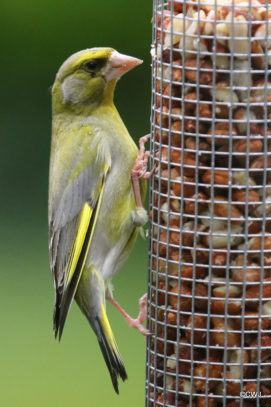 Young Greenfinch in the rain