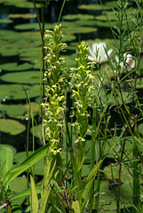 Habenaria repens (Water-spider orchid)