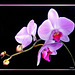 Pink Orchid-2 ©UdoSm