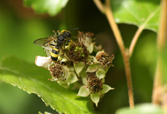 Maple Hurst Wasp (3)