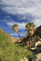 Borrego Palm Canyon