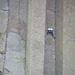 Rock Climber on Devil's Tower