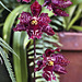 Burgundy and Gold – Orchid House, Princess of Wales Conservatory, Kew Gardens, Richmond upon Thames, London, England