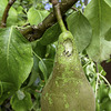 Pear Picnic
