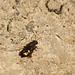 Maple Hurst Wasp (4)