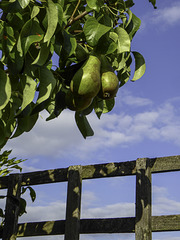 This years Pears for HFF