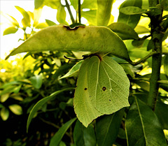 Brimstone butterfly. When this butterfly roosts among foliage, the angular shape and the strong veining of their wings closely resembles leaves. There is a view that the word 'butterfly' originates from the yellow colour of male Brimstones.