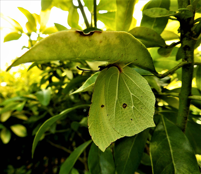 Brimstone butterfly. When this butterfly roosts among foliage, the angular shape and the strong veining of their wings closely resembles leaves. There is a view that the word 'butterfly' originates fr