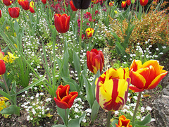 les tulipes en folie