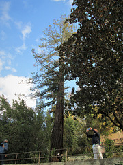 Sequoia in Andalousia.