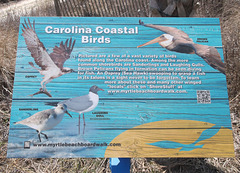 Carolina coastal birds