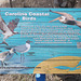Carolina coastal birds