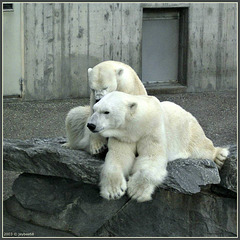 Eisbären / Polar bears