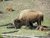 Buffalo Family at Yellowstone