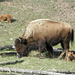Buffalo Family at Yellowstone