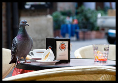 Campari and pigeon