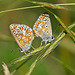 Common Blue Butterflies (Mating) +PiP