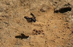 Maple Hurst Wasp 7 with prey
