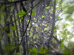 Spinnennetz im Unterholz