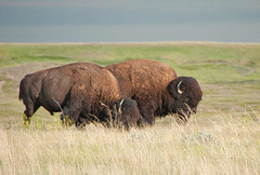 a pair of bison grazing