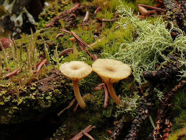 The forest is alive with fungi, lichens and mosses