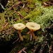 The forest is alive with fungi, lichens and mosses