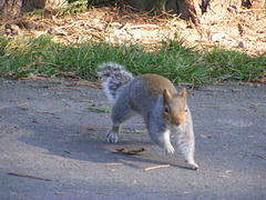 Squirrel in motion