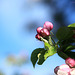 Apple Blossoms 2