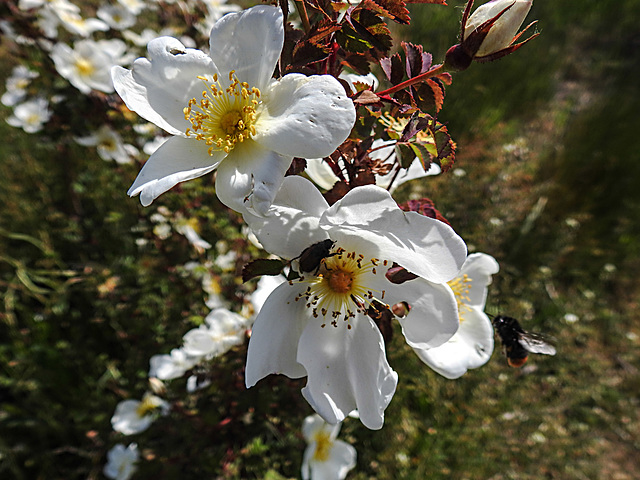 20200521 7590CPw [D~MI] Bibernell-Rose (Rosa spinosissima), Gartenlaubkäfer, Hille