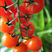 42SH Tomatoes