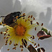 20200521 7591CPw [D~MI] Bibernell-Rose (Rosa spinosissima), Gartenlaubkäfer (Phylloperta hortcola), Hille