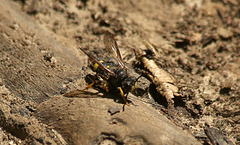 Maple Hurst Wasp 8 with prey