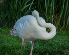 Flamingo-Yoga... Bitte nachmachen! ;-))