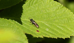 Maple Hurst Wasp