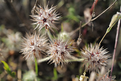 Trifolium stellatum, Fabales